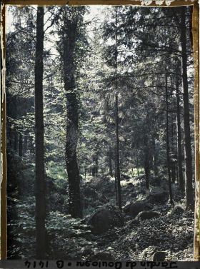 Image représentant La forêt vosgienne