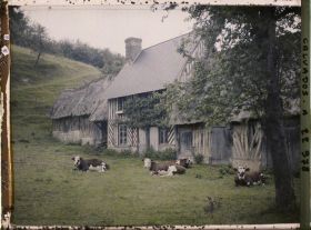 Image représentant Intérieur de ferme avec des vaches