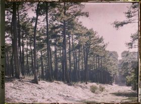 Image représentant Forêt de pins