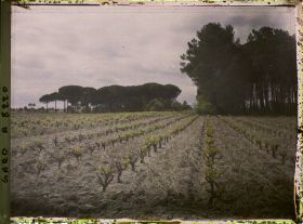 Image représentant Vignes et pins parasols sur la route d'Aigues-mortes à Lunel. Pinède de Trouchaud