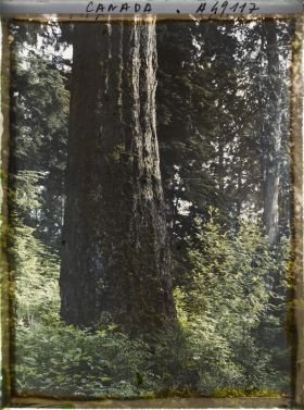 Image représentant Canada, Vancouver, Coin de forêt, gros arbre