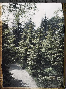 Image représentant La forêt dorée