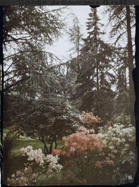 Image représentant Azalées dans la forêt bleue