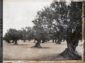 Image représentant Vieux oliviers dans une plantation (culture arabe)