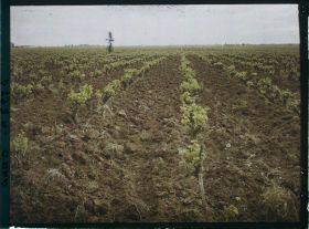 Image représentant Près de Lunel les vignes labourées