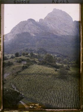 Image représentant Culture de la vigne aux abords du château de Sargans
