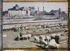 Image représentant Canada, Calgary, Stockyards - moutons dans le fond abattoirs