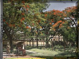 Image représentant Un pousse-pousse sous les flamboyants bordant l'avenue général Bichot