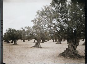 Image représentant Vieux oliviers dans une plantation (culture arabe)