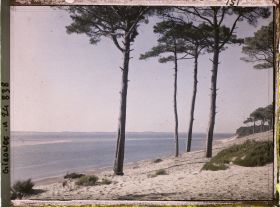 Image représentant Pins maritimes en bord de plage dans le bassin