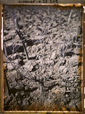 Image représentant Gironde, Vignobles du Médoc : un pied de Sauvignon avant la Coupe des bois