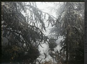 Image représentant Le marais inondé, vu à travers les sapins