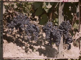 Image représentant St Emilion, Cépage rouge dit "Merlot"