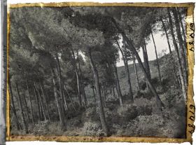 Image représentant Sous-bois de pins maritimes sur les pentes du djebel Gouraya