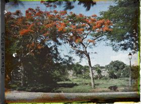 Image représentant Des flamboyants en fleurs aux abords d'une route, à l'arrière-plan, les toitures du village émerge de la végétation