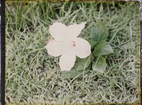Image représentant Un rameau d'hibiscus blanc à fleur simple, coupé