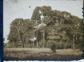 Image représentant Un bois sacré faisant office d'enclos fétichiste
