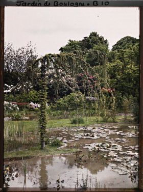 Image représentant Cèdre pleureur surplombant le bassin sud du marais