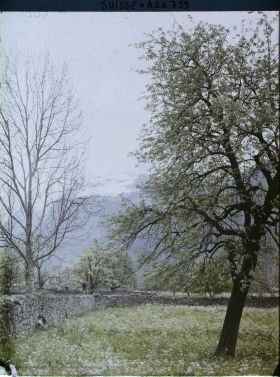 Image représentant Arbres et prairies fleuries dans la plaine d'Altdorf