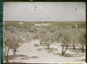 Image représentant Plantations d'oliviers et villas