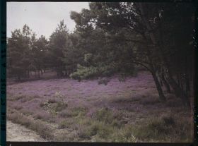 Image représentant France, Montfort l'Amaury, Sur la route de Houdan, les bruyères fleuries