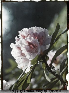 Image représentant Fleur de rhodo mauve en gros plan
