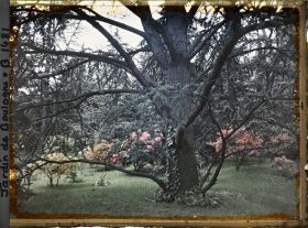Image représentant azalées et rhodos à travers les arbres, la forêt bleue à l'arrière-plan