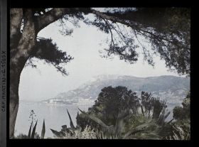 Image représentant Pin et végétation du jardin encadrant des points de vue sur Monaco et Monte-Carlo