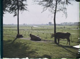 Image représentant Belgique, près Roussbrugge, Plaine de l''Yser en aval de Rousbrugge