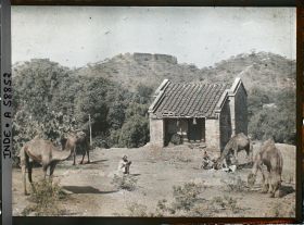 Image représentant Dromadaires au bivouac