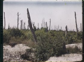 Image représentant France, Bois de Tavanne, Bois de Tavanne, autre aspect