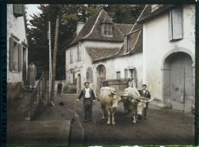 Image représentant France, Orthez, Attelage de b?ufs (2 Types Béarnais)