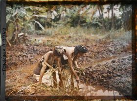 Image représentant Le repiquage du riz pour la récolte de novembre