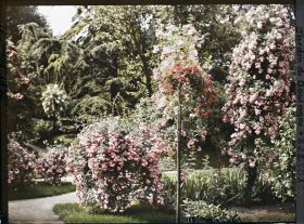 Image représentant Rosiers en fleurs situés en limite sud-est du verger-roseraie, près du jardin japonais
