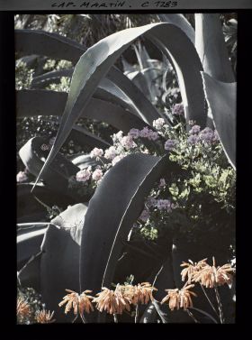 Image représentant Feuilles d'agave surgissant au sein d'un massif fleuri