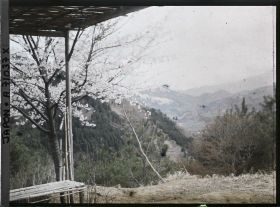 Image représentant Cerisiers en fleurs et paysages de montagne