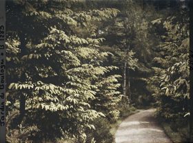 Image représentant La forêt dorée