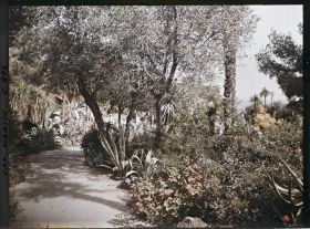 Image représentant Une allée de plantes exotiques