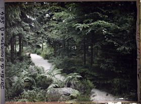 Image représentant Scène de sous-bois dans la forêt vosgienne