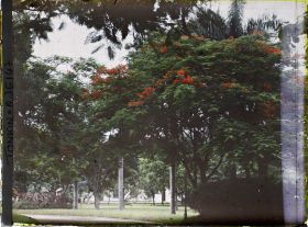 Image représentant Un parc ou jardin non identifié, avec sur la droite, un flamboyant
