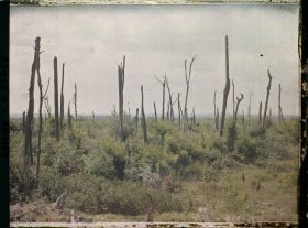 Image représentant France, Chaulnes, Autre aspect du bois de Chaulnes