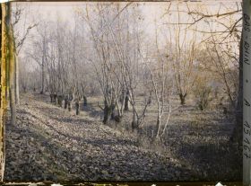 Image représentant France, Strasbourg, Les taillis et les saules entre les deux Rhin, près de Kehl