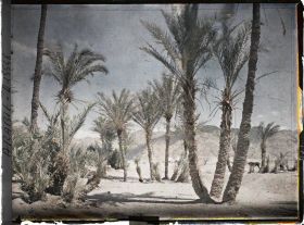 Image représentant Dans une palmeraie vers l'intérieur des terres
