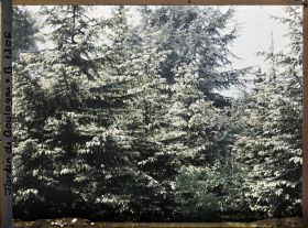 Image représentant La forêt dorée