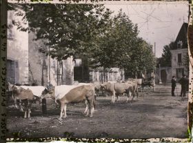 Image représentant France, Sauveterre de Béarn, Le Marché au bétail