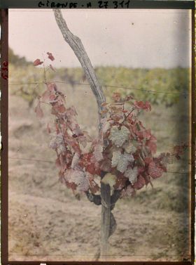 Image représentant Gironde, Vignobles du Médoc : un pied de Sauvignon avant la Coupe des bois
