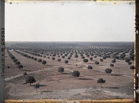 Image représentant Vue panoramique sur les oliveraies prise du point de vue géodésique (vers le nord-ouest)
