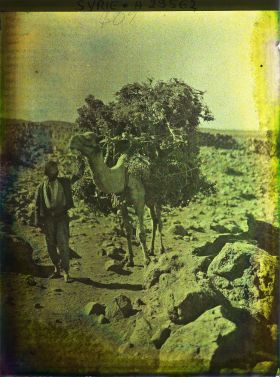 Image représentant Paysan guidant un chameau chargé de chêne vert
