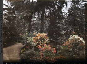 Image représentant Azalées dans la forêt bleue