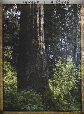 Image représentant Canada, Vancouver, Coin de forêt, gros arbre